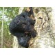 Chaga extract