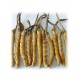 Cordyceps extract