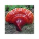Reishi extract