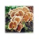 Trametes extract