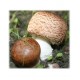 Agaricus extract