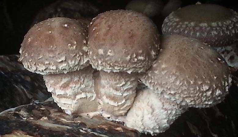 Mushroom-7